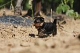 YORKSHIRE TERRIER 450